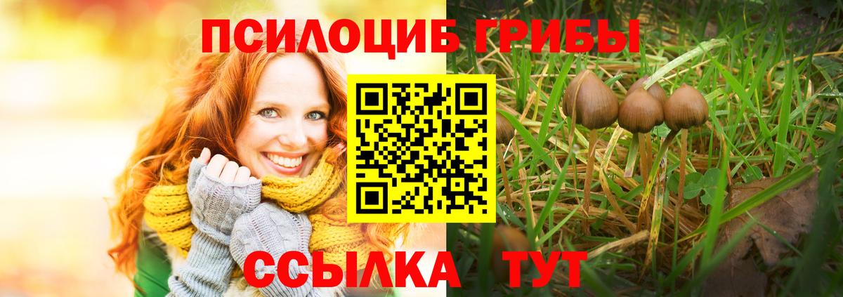 Псилоцибиновые грибы Psilocybe Междуреченск